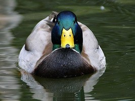 Puzzle d'un canard � reconstituer avec des op�rations