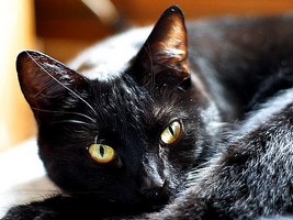 Puzzle d'un chat � reconstituer avec des op�rations
