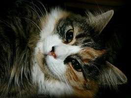 Puzzle de ce chat � reconstituer avec des op�rations