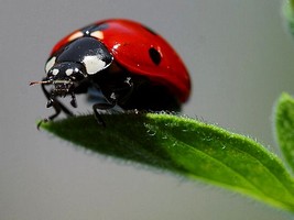 Puzzle d'une coccinelle � reconstituer avec des op�rations