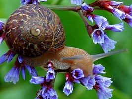 Puzzle d'un escargot � reconstituer avec des �quations