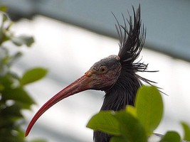 Puzzle d'un ibis � reconstituer avec des op�rations