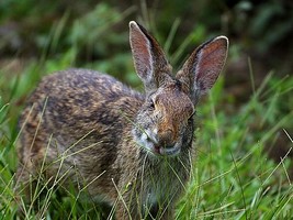Puzzle d'un lapin � reconstituer avec des op�rations