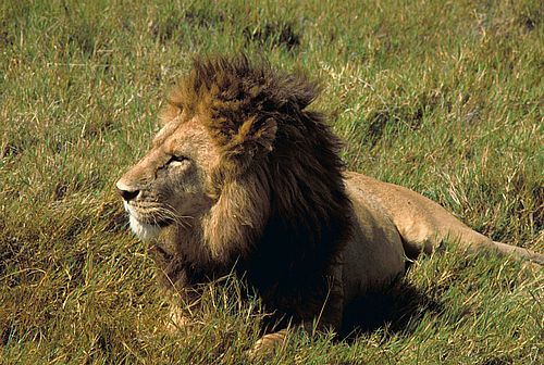 Puzzle d'un lion � reconstituer avec des op�rations