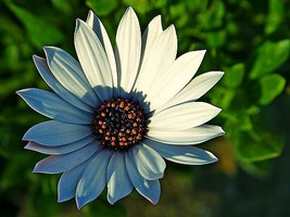 Puzzle d'une marguerite � reconstituer avec des op�rations