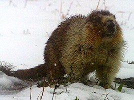 Puzzle d'une marmotte � reconstituer avec des �quations
