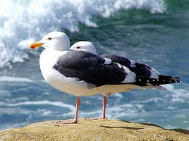 Puzzle de mouettes � reconstituer avec des op�rations