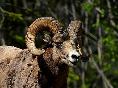 Puzzle de ce mouflon � reconstituer avec des �quations