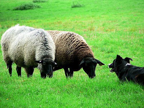 Puzzle de moutons � reconstituer avec des �quations