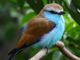 Puzzle d'un oiseau � reconstituer avec des �quations