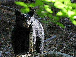 Puzzle d'un ours � reconstituer avec des op�rations