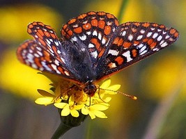 Puzzle d'un papillon � reconstituer avec des op�rations