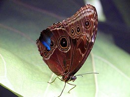 Puzzle de ce papillon � reconstituer avec des �quations