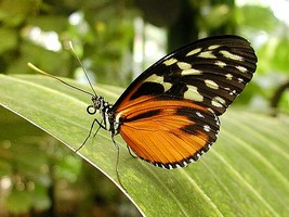 Puzzle de papillon � reconstituer avec des �quations