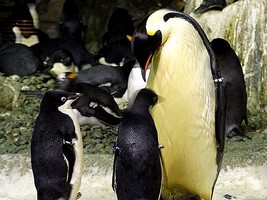 Puzzle de pingouins � reconstituer avec des �quations